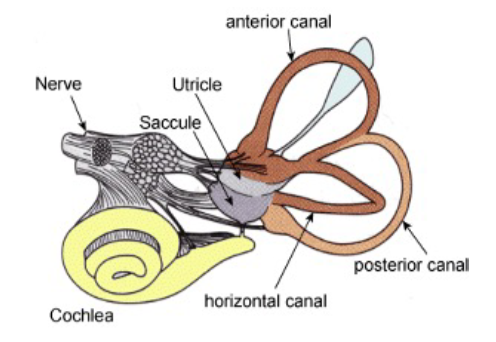 <p>sense of orientation</p><ul><li><p>exists in the inner ear, using 3 semi-circular canals with fluids that indicate rotational movements</p></li><li><p>otoliths are in charge of our sense of gravity</p></li></ul>
