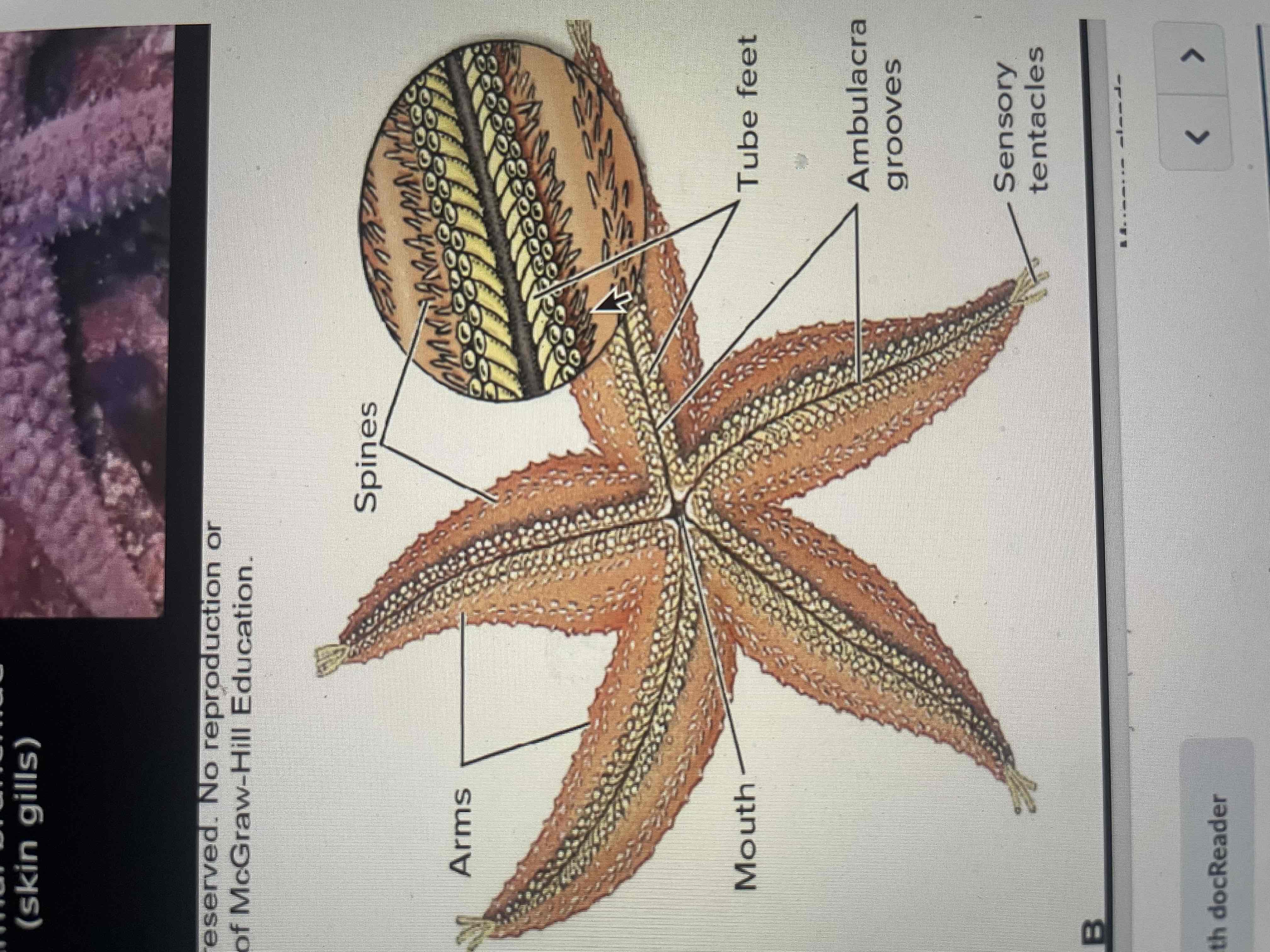 <p>Class asteroids sea stars External anatomy oral side</p>