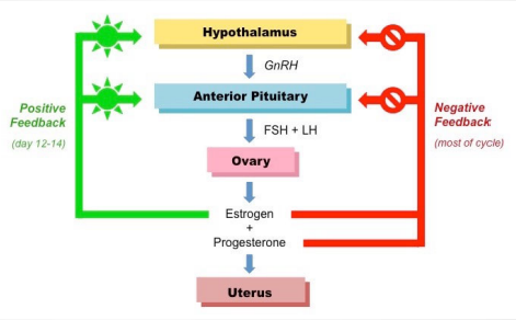 <ul><li><p>The ovarian cycle begins with an increase in gonadotropin‐ releasing hormone (GnRH) released by the hypothalamus </p></li><li><p>GnRH stimulates the pituitary to release follicle‐stimulating hormone (FSH) and luteinizing hormone (LH) </p></li><li><p>FSH stimulates 6 to 20 primary oocytes in the ovaries to be released from prophase of meiosis I and continue meiosis</p></li></ul><p></p>