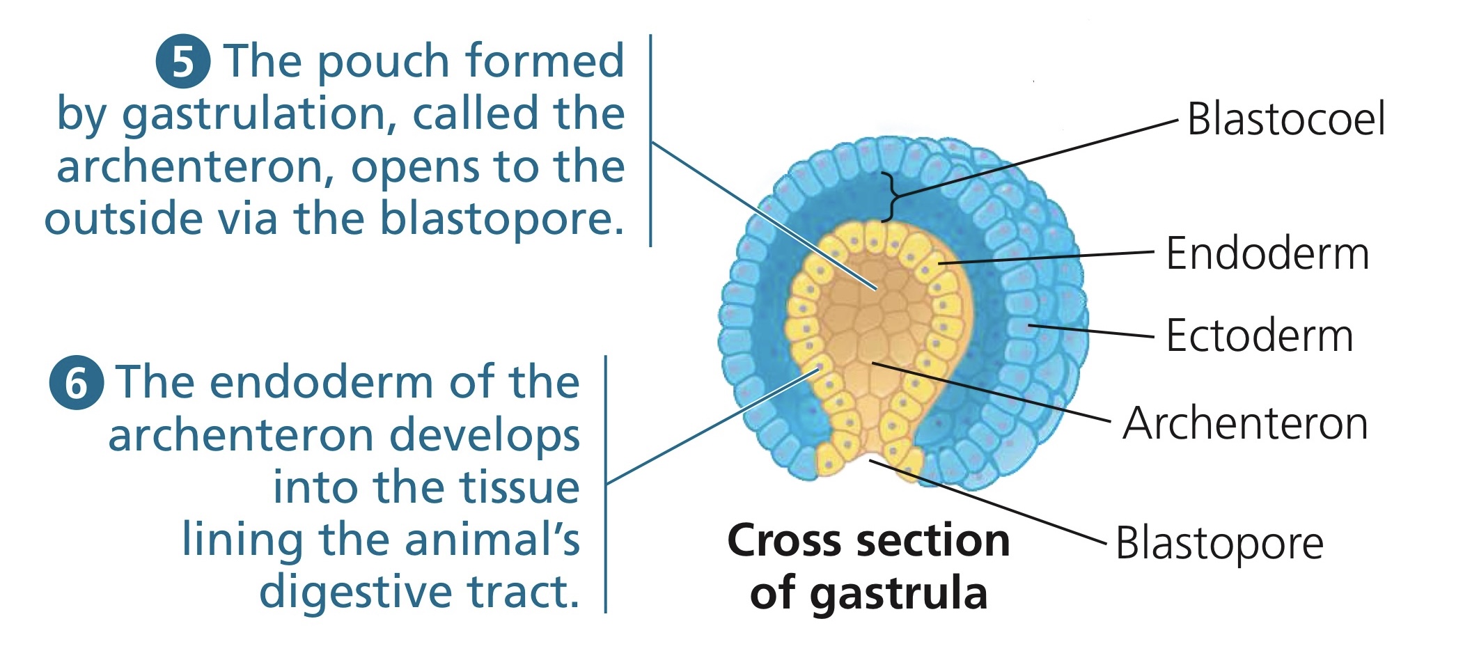 <p>The multilayered structure of cells, following gastrulation.</p>