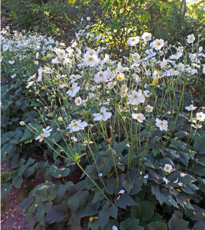 <p>Shade</p><p>Fall</p><p>Cottage garden</p>