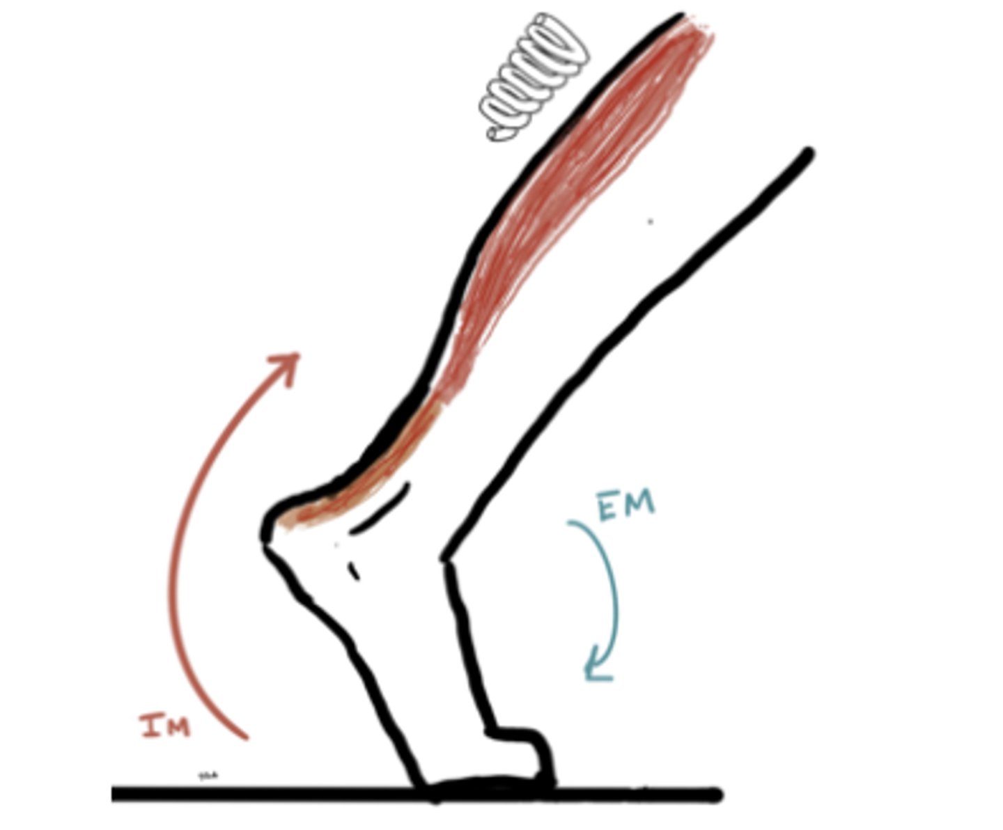 <p>IM: Plantarflexion (Gastroc and soleus)</p><p>EM: Dorsiflexion</p><p>Weight is on opposite limb</p><p>Angle = -10° Dorsiflexion</p>