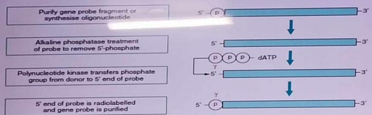 <p>purify gene probe fragment or synthesize oligonucleotide, alkaline phosphatase treatment of probe to remove 5’ phosphatase, polynucleotide kinase transfers phosphate group from donor to 5’ end of probe, 5’ end is radiolabeled and gene probe is purified</p>