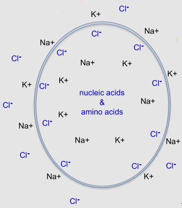 <ul><li><p>Intracellular fluid contains negatively charged nucleic acids and amino acids</p></li><li><p>There are dissolved salts outside and inside the cell</p></li><li><p>There are more negative charges in a cell than outside, which causes intracellular Cl- ions to hug the cell membrane</p></li><li><p>Most cells in the world are like this and have a membrane potential around -20 mV</p></li></ul><p></p>