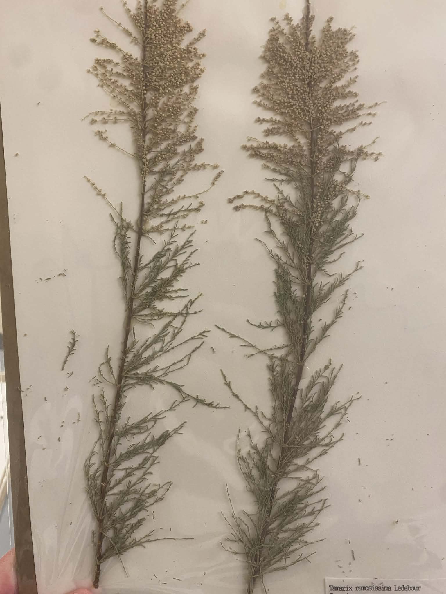 <p><strong>Tamaricaceae, P, I, tamarix ramosissima, saltcedar</strong></p>