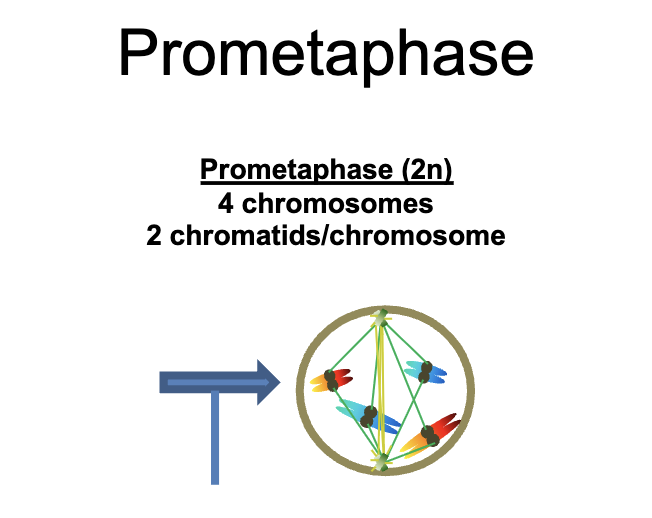 <p>Prometaphase (2n) </p><p>4 chromosomes </p><p>2 chromatids/chromosomes </p>
