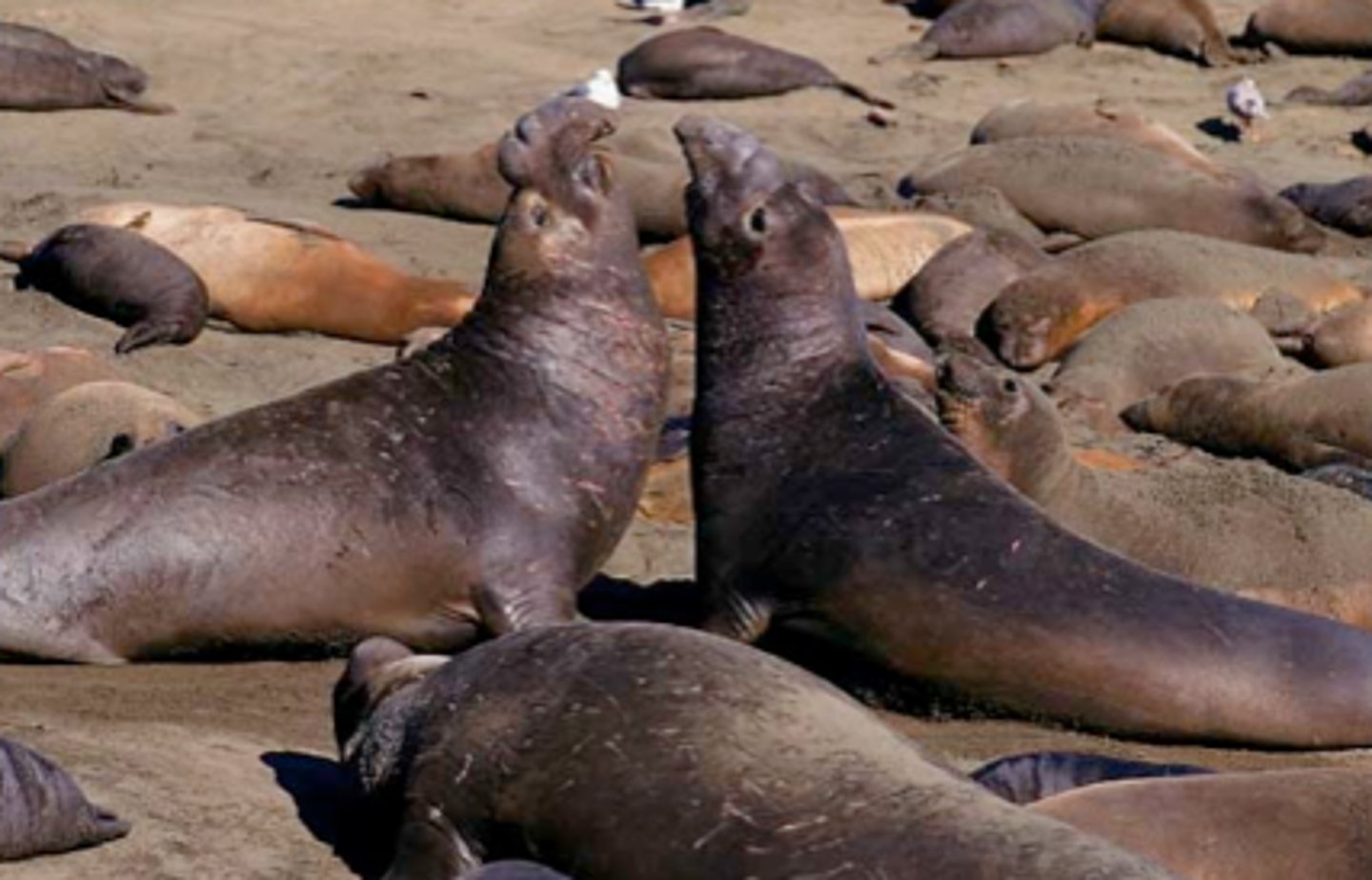 <p>The sexually selected trait is designed to repel rivals of the same sex</p><p>Ex. Elephant seals compete for females by physically fighting each other (it often gets really bloody!)</p>