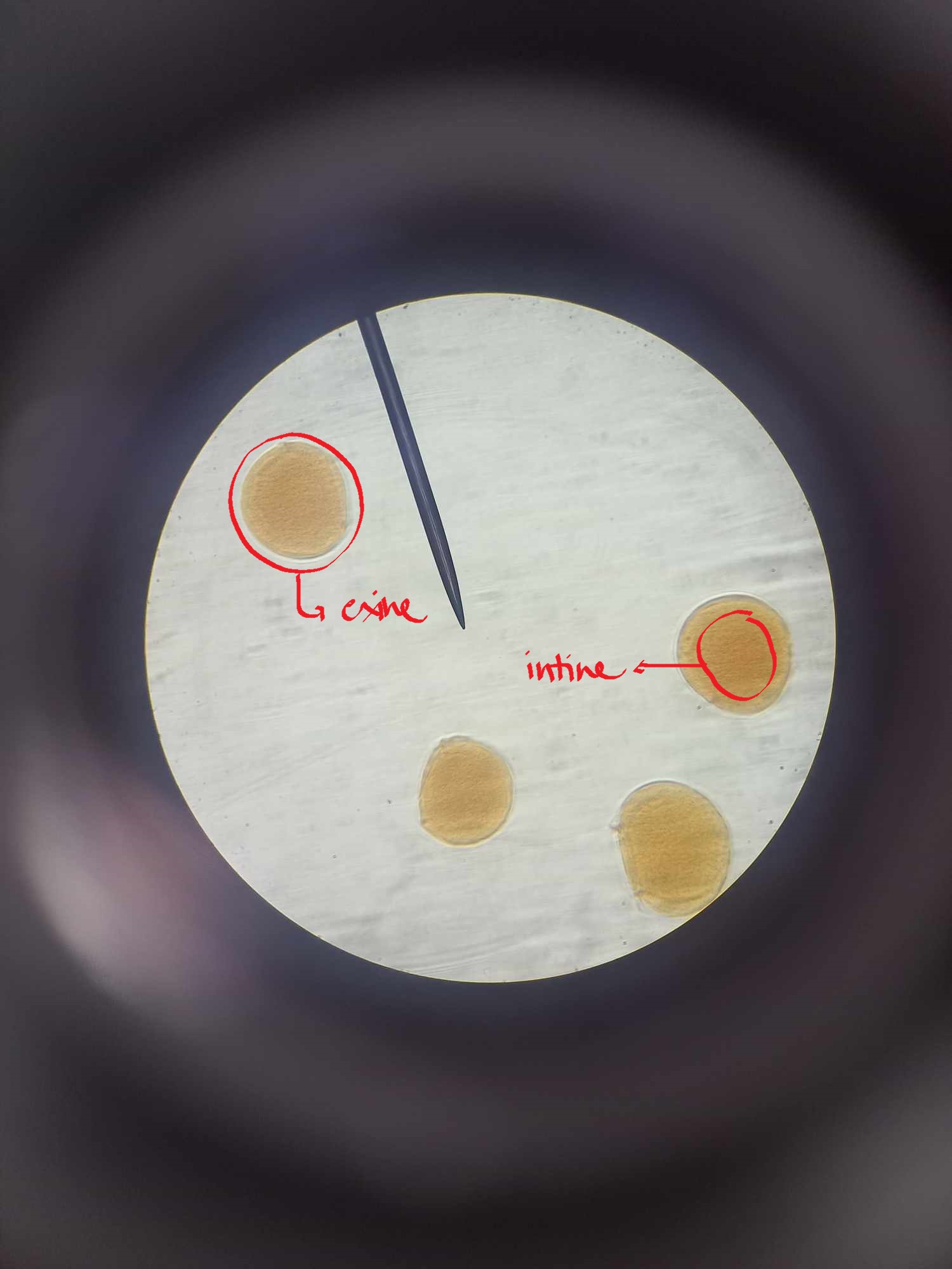 <p>identify the specimen</p>
