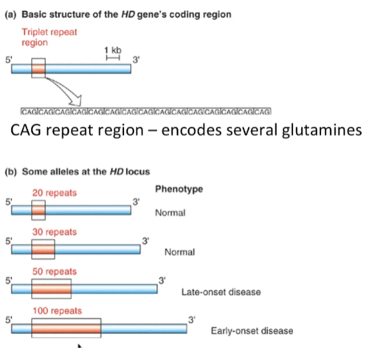 <p>(Huntington's) variable repeated segments in the protein coding region of a gene - different number of repeats determines phenotype and time of onset</p>
