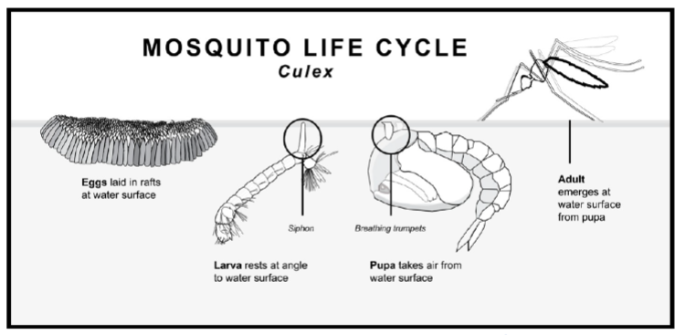 <p>Eggs are laid in rafts at the water surface, larva rests at angle to water surface, pupa takes air from water surface, adult emerges at water surface from pupa</p>