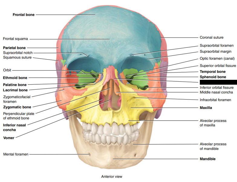 <p>State and identify what part of the cranial bone is being pointed out and censored.</p>