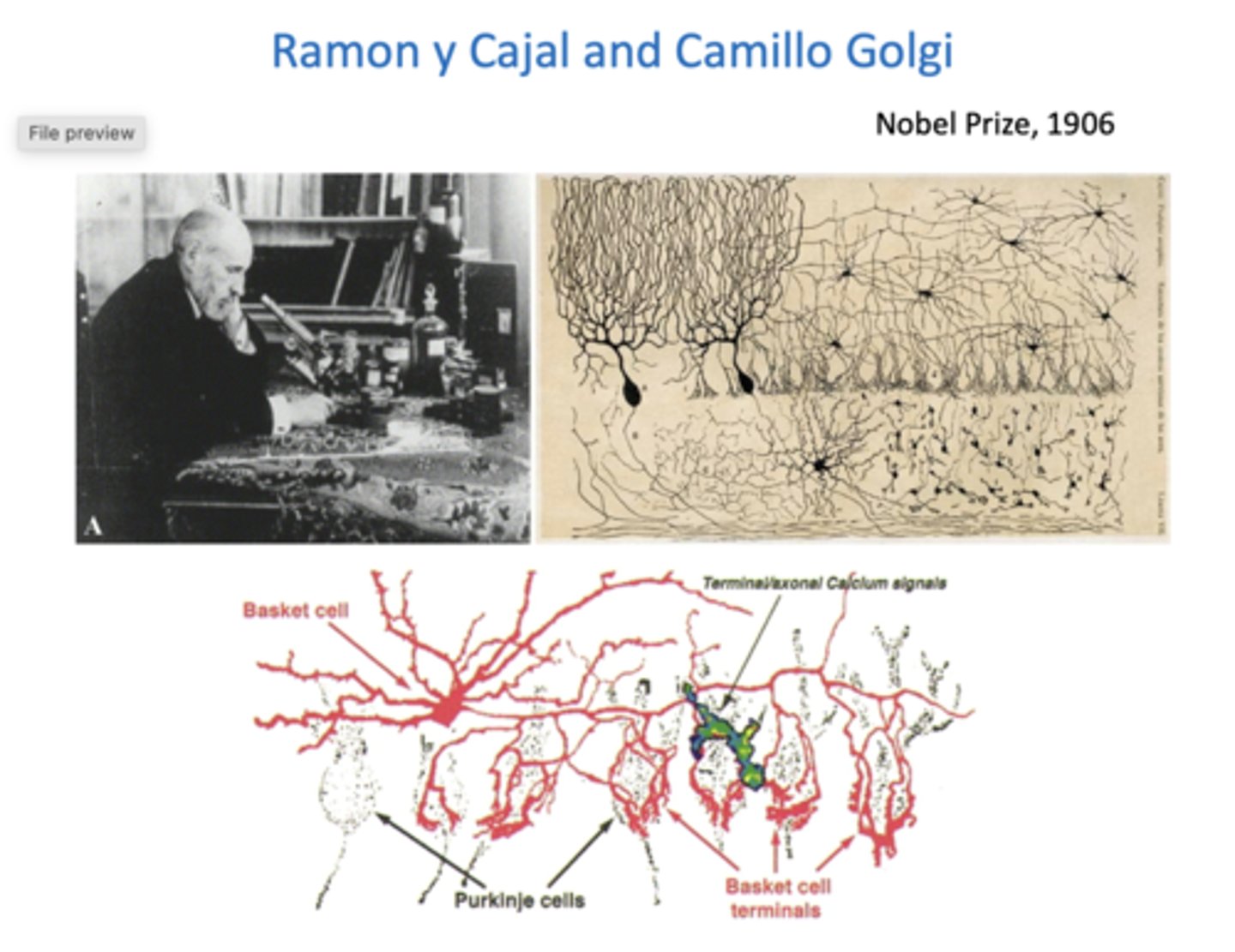 <p>- determined nerve cells remain separated </p><p>- separation between neurons = synapse</p><p>- looked at neurons under microscopes and drew what he saw, drawings still used today</p><p>- determined structure of neurons</p>
