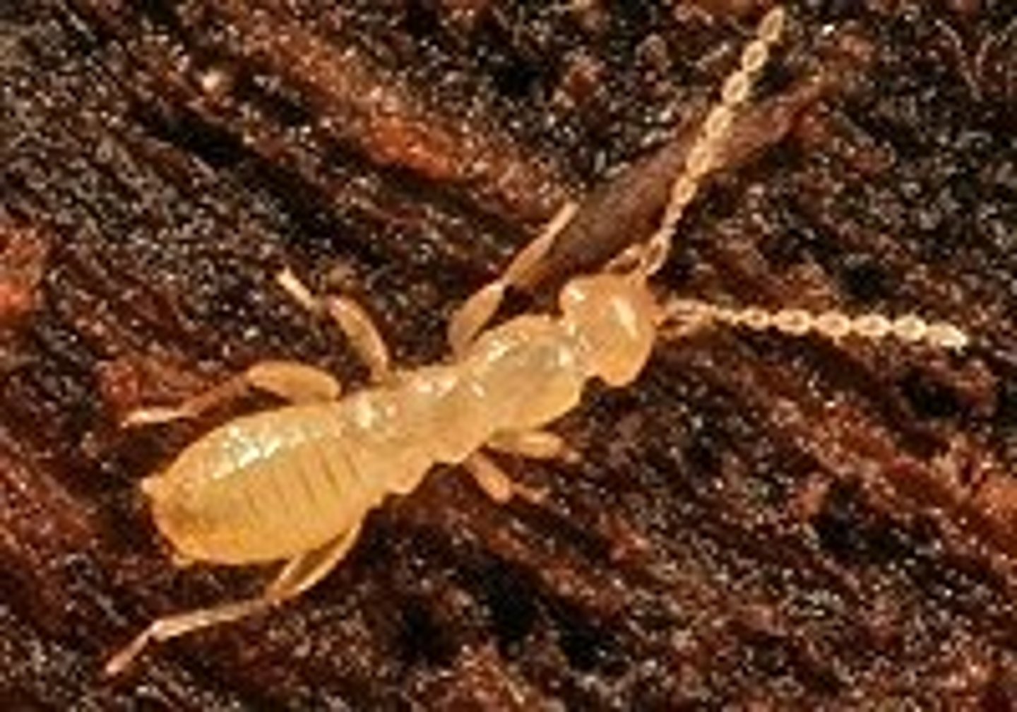 <p>Angel insects</p>
