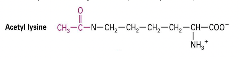 * protects intracellular protease degradation (80% of proteins)
* addition of the acetyl group
* modifies activity