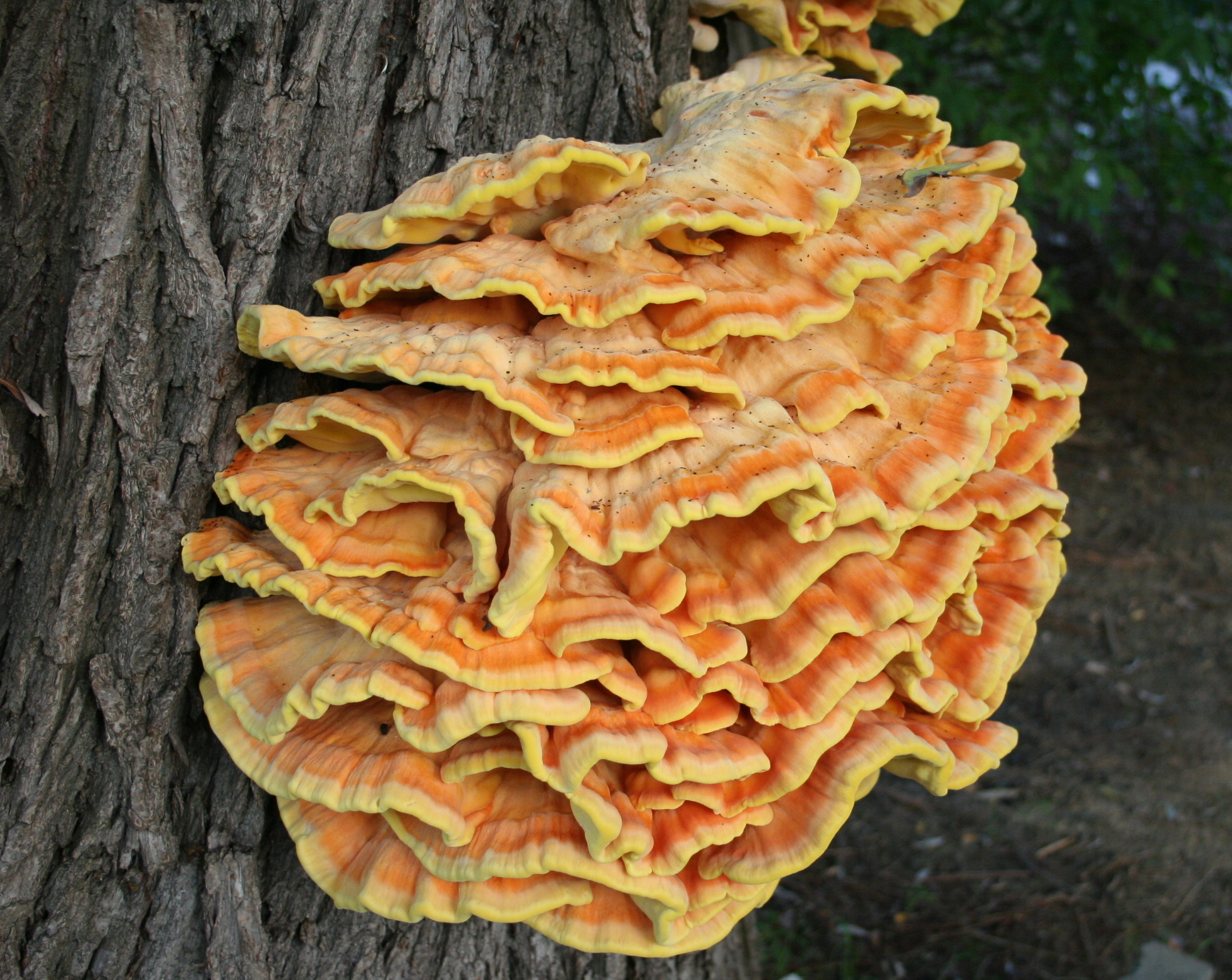 <p>What fungus is this? (Scientific name)</p>