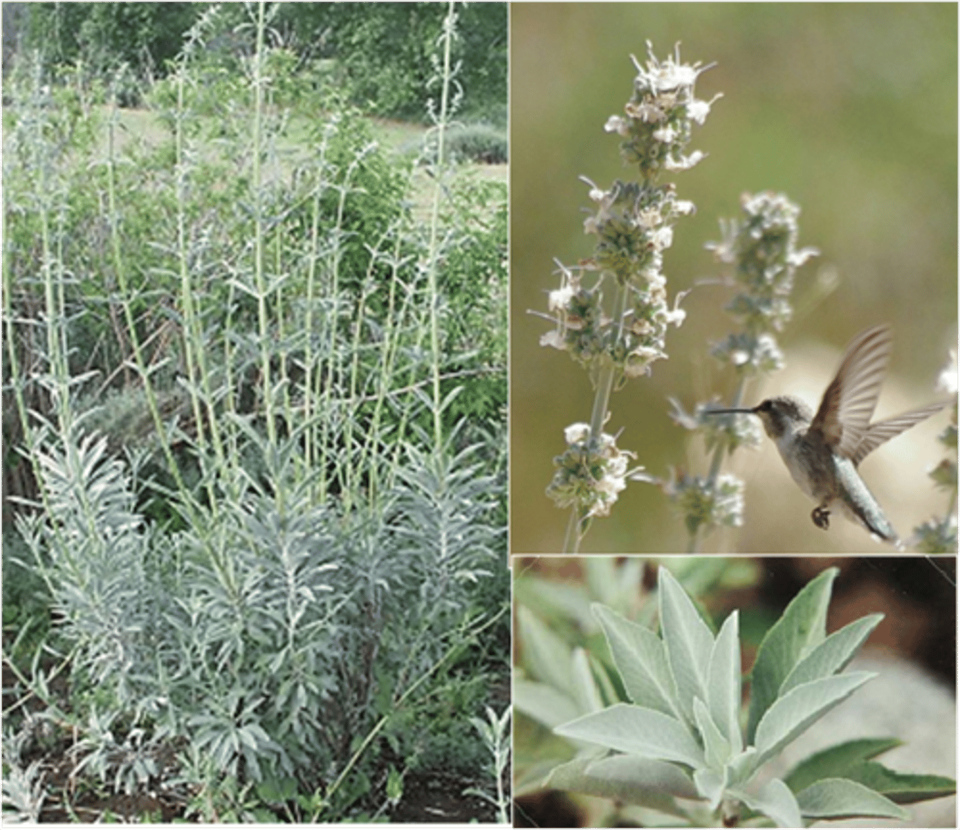 <p>Lamiaceae. white sage</p>