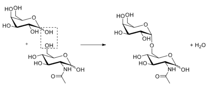<p>Via a condensation reaction.<br>This is a Gal-alpha 1,6-GlcNAc bond.</p>