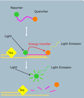 <ul><li><p><span>Unbound probe free in solution (no reporter fluorescence)</span></p></li><li><p><span>During annealing, probe and primer bind target (no reporter fluorescence)</span></p></li><li><p><span>During extension, Taq hydrolyzes (eats up) probe and reporter can now emit fluorescence</span></p></li></ul><p></p>