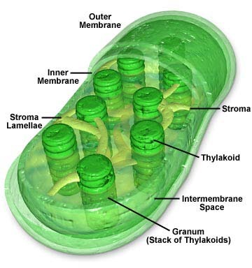 <p>organelle found in cells of plants and some other organisms that captures the energy from sunlight and converts it into chemical energy; contains DNA</p>