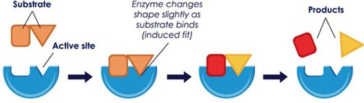 <p>When the substrate binds to the active site, the enzyme-substrate complex changes shape (induced fit)</p>