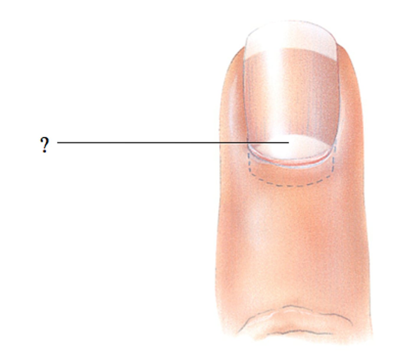 <p>an opaque white crescent at proximal end of nail</p>