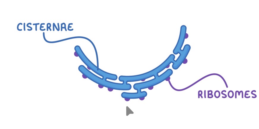 <ul><li><p>System of membranes containing fluid filled cavities (cisternae) that are continuous with the nuclear membrane</p></li><li><p>Coated with ribosomes</p></li></ul><p></p>