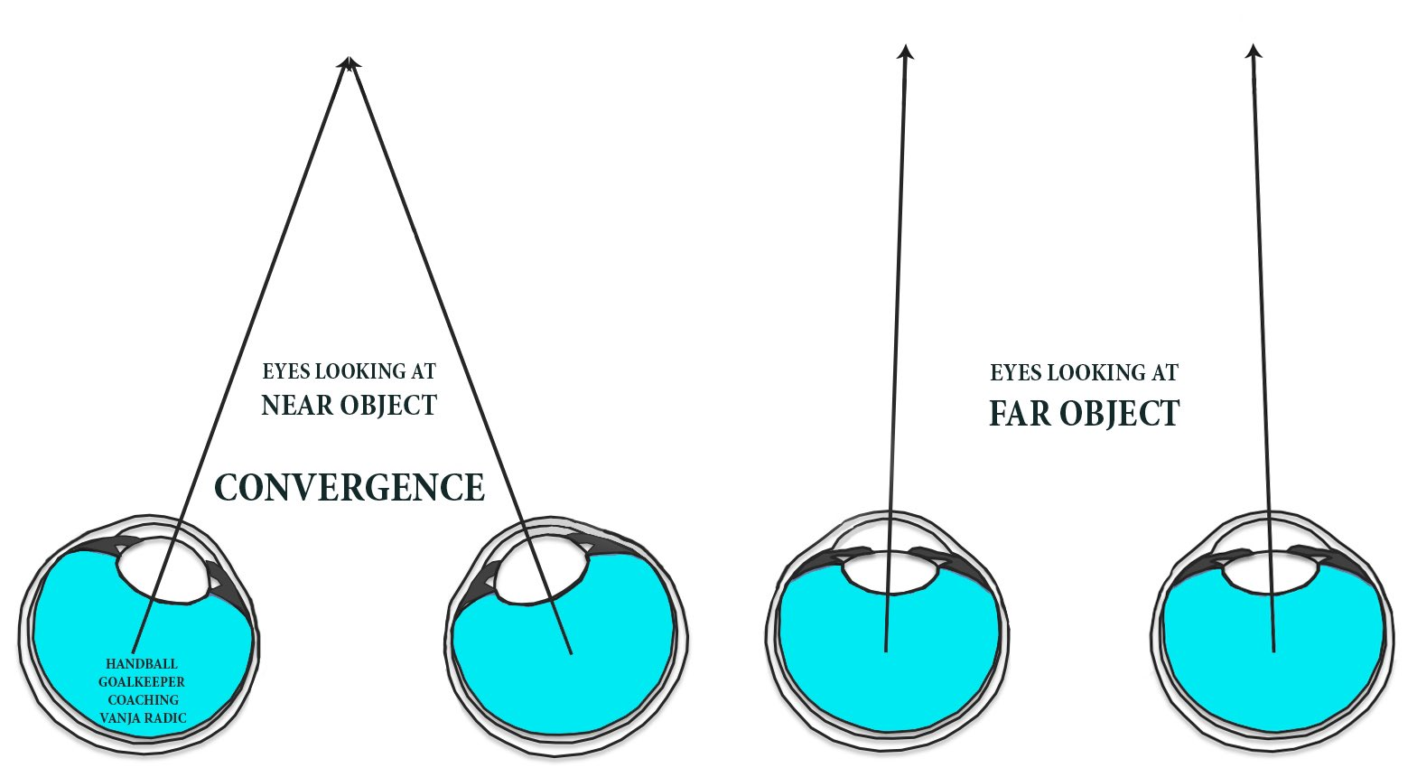 <p>Muscles rotate your eyes to focus on an object</p><ul><li><p>More eyes converge → closer the object is</p></li><li><p>Less eyes converge → farther the object is</p></li></ul><p></p>