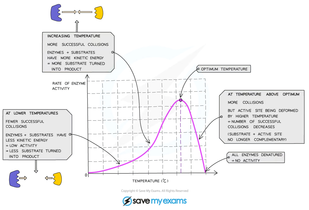 <p>increasing the temperature towards the optimum increases the activity of enzymes as they have more thermal energy, and therefore <strong>more kinetic energy, so the molecules move faster and the number of collisions with substrate molecules increases</strong>, leading to a faster rate of reaction</p><p>low temperatures do not denature enzymes - they just make them work more slowly due to a lack of kinetic energy</p>