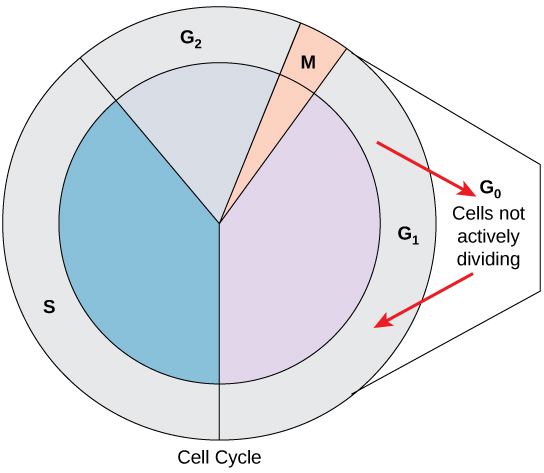 <ul><li><p>entire life cycle of a cell, excluding mitosis</p></li><li><p>phases:</p><ul><li><p>G<sub>1</sub></p></li><li><p>G<sub>0</sub></p></li><li><p>S</p></li><li><p>G<sub>2</sub></p></li></ul></li></ul><p></p>