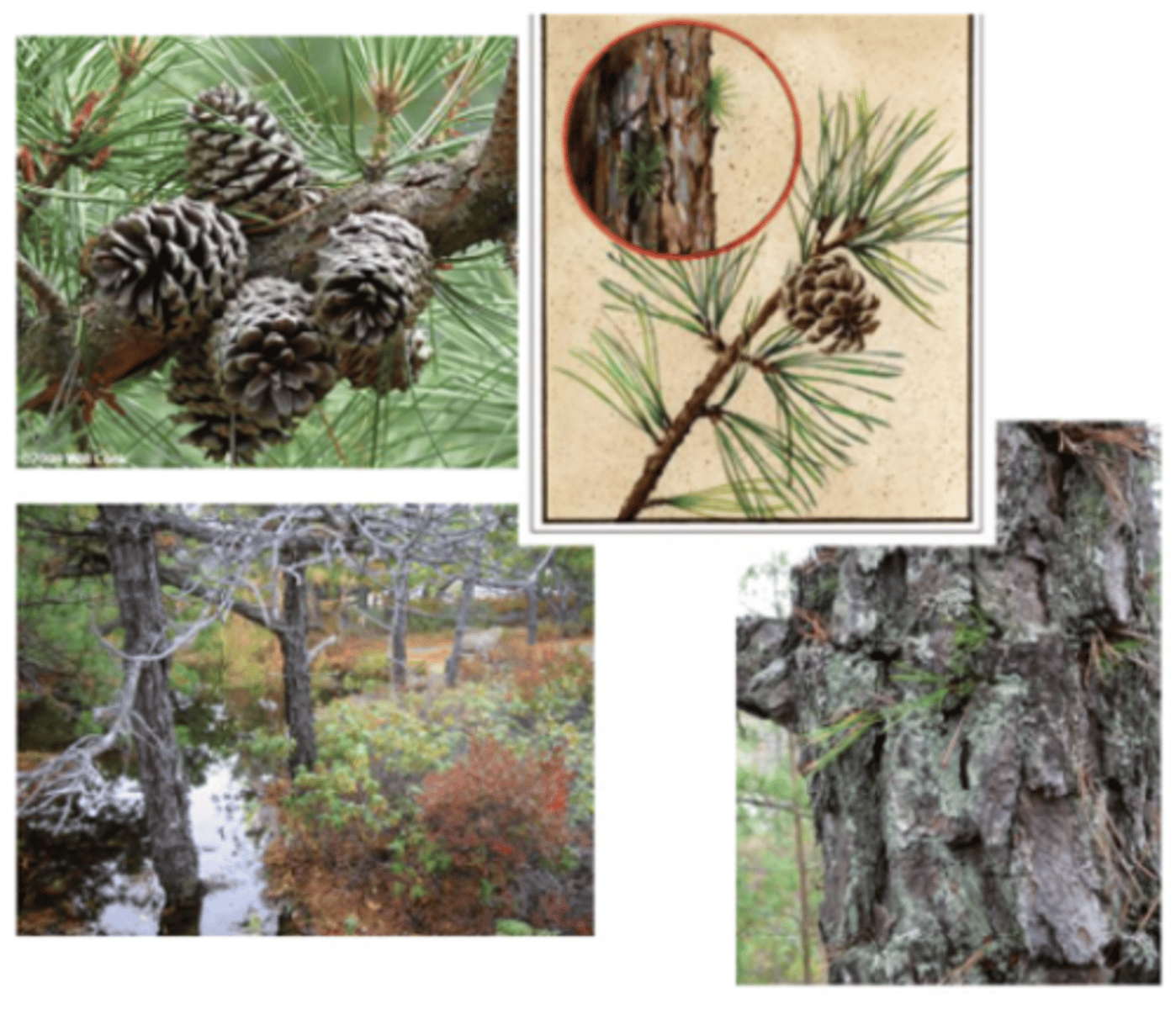 <p>Needles in bundles of 3, rough bark, often irregular crown; Jamesburg, Sandy Hook.</p>
