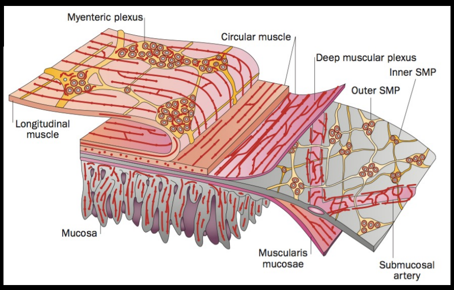 <p><span><strong>Longitudinal Muscle:</strong></span></p><ul><li><p><span>The outer layer of muscle that runs along the length of the GI tract, facilitating the shortening of segments for peristalsis.</span></p></li></ul><p><span><strong>Myenteric Plexus:</strong></span></p><ul><li><p><span>Located between the circular and longitudinal muscle layers.</span></p></li><li><p><span>Primarily facilitates gastrointestinal motility by regulating the contraction and relaxation of smooth muscle layers.</span></p></li><li><p><span>The main neural supply for the gut</span></p></li><li><p><span>Has much larger ganglia (100-200 neurons)</span></p></li></ul><p><span><strong>Circular Muscle:</strong></span></p><ul><li><p><span>Forms the inner layer of muscle in the gastrointestinal wall, responsible for segmental contractions to mix and propel contents.</span></p></li></ul><p><span><strong>Submucous Plexus:</strong></span></p><ul><li><p><span>Located in the submucosa, primarily regulating digestive secretions and blood flow within the GI tract.</span></p></li><li><p><span>Smaller ganglia</span></p></li></ul><p><span><strong>Submucous Artery:</strong></span></p><ul><li><p><span>Supplies blood to the submucosal area, helping to nourish the plexuses (including the submucous plexus) and maintain intestinal health.</span></p></li></ul><p><strong>Mucosa:</strong></p><ul><li><p>The innermost layer of the GI tract, composed of epithelial cells and connective tissue, responsible for nutrient absorption and secretion. </p></li></ul><p></p>