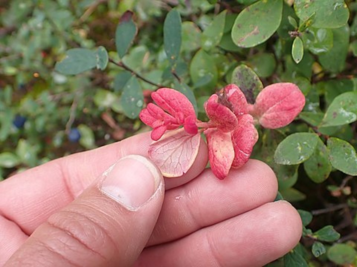 <p>Przykład płaskosza</p>