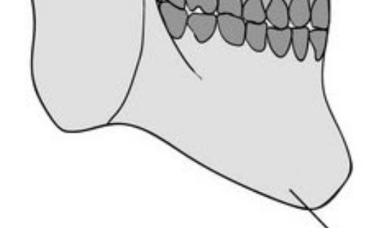 <p>Lower jawbone.</p>