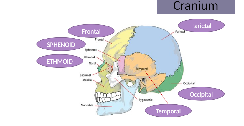 <p>The bones of the skull that protect the brain and house structures important for speech production.</p>