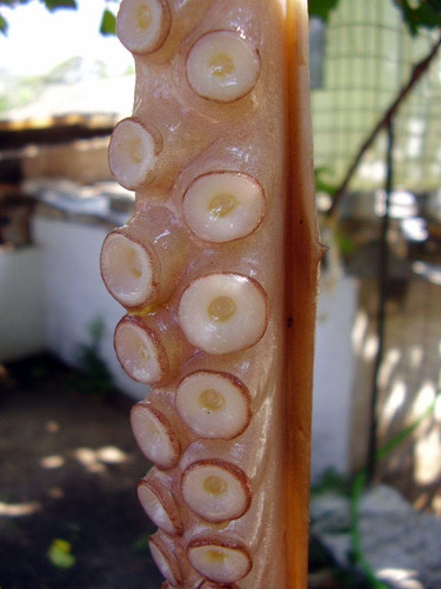 <p>Help the squid (or other cephalopod) to hold on to food.</p>