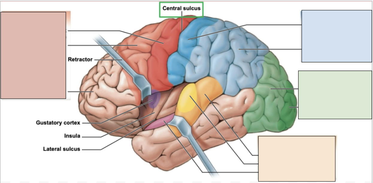 <p><span style="background-color: transparent;"><span>controls visual information; constraints visual cortex</span></span></p><p><span style="background-color: transparent;"><span>green region</span></span></p>