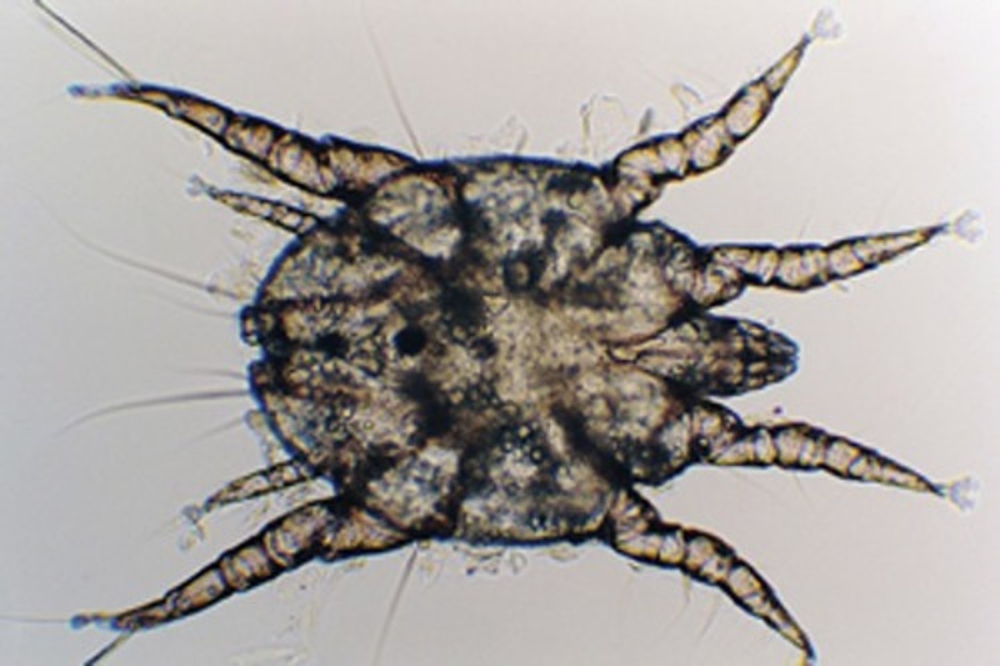 <p>This was found in the ear of a kitten. What is it?</p>