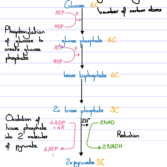 <p><u>Overall:</u></p><ol><li><p>Glucose gains 2 phosphate groups from 2x ATP and so is phosphorylated to form glucose bisphosphate (6C) and then splits into 2x TP (3C)</p></li><li><p>TP is then oxidised (as 2NAD is reduced to 2NADH) and has its phosphate group removed by ADP to form pyruvate (this happens twice to form 2x pyruvate) (3C). During this 4ADP + 4Pi forms 4 molecules of ATP.</p><ul><li><p>Pyruvate is small enough to pass through the outer membrane of the mitochondria for aerobic respiration to occur.</p></li><li><p>4 molecules of ATP produced + 2 used at the start, giving a net gain of 2 ATP molecules.</p></li><li><p>The coenzyme NAD is also used and reduced to NADH.</p></li></ul></li></ol><p></p>
