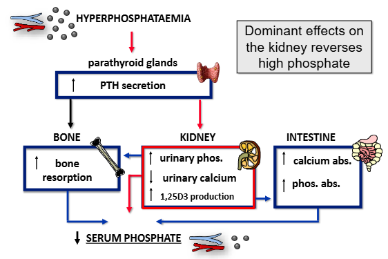 <p>same as hypocalcaemia, but pay attention to the kidneys- increase in urinary phosphate, decrease in urinary calcium, increase in 1,25D3 production&nbsp;</p><p>calcium supersedes this system&nbsp;</p>