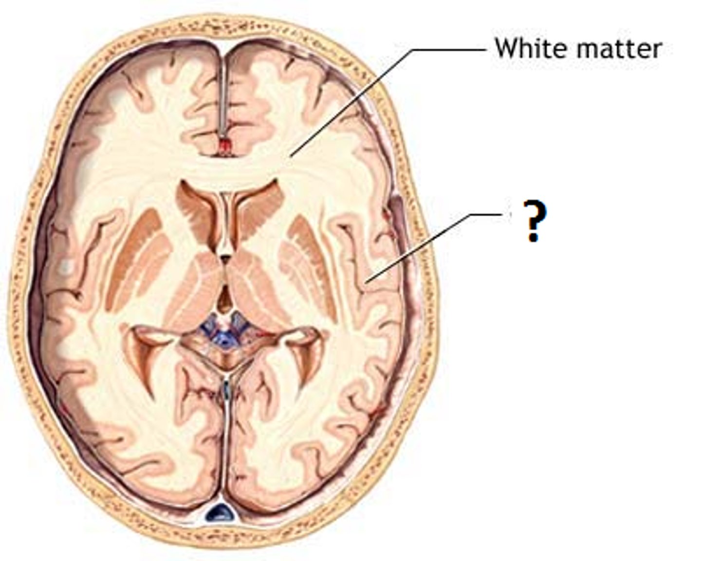 <p>the dark area largely composed of nerve cell bodies and their local connections to each other</p>