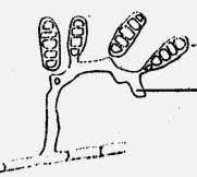 <p>fialide porogena </p>