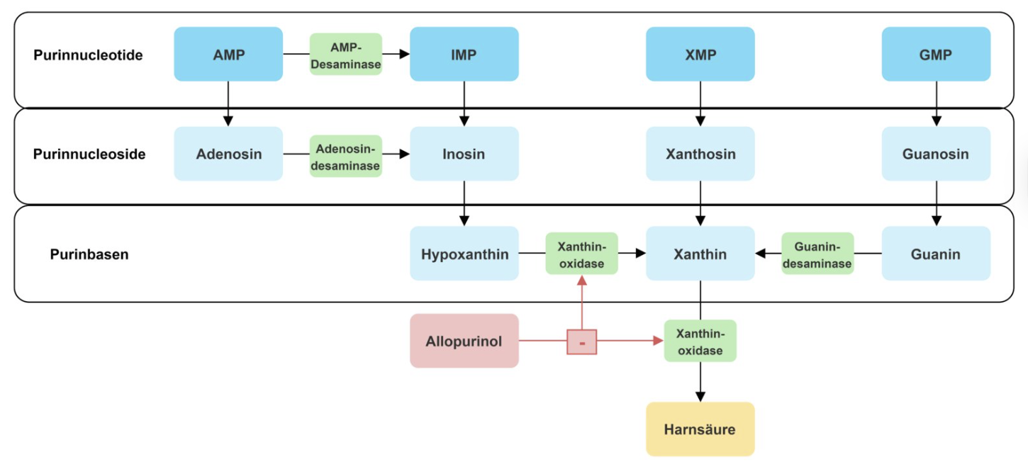 <p>E. Xanthine oxidase / xanthine dehydrogenase</p>