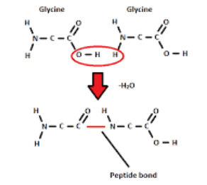 <p>Takes place during <strong>anabolic pathways</strong> - takes out water to combine molecules</p>