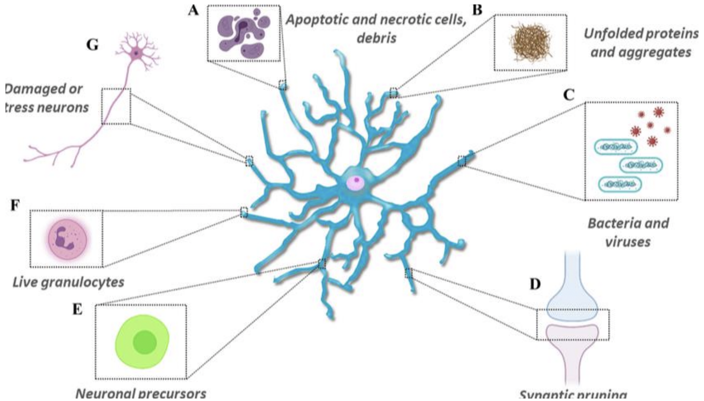 <p>clean up and removal </p><ul><li><p>comprise 10-20% of all glial cells </p><ul><li><p>immune cells of CNS</p></li><li><p>become phagocytic in response in injury and damage</p></li><li><p>involved in CNS inflammation </p></li><li><p>synaptic pruning </p></li></ul></li><li><p>dysregulation implicated in diseases such as </p><ul><li><p>alzheimer’s disease</p></li><li><p>HIV/AIDS</p></li><li><p>Chronic/persistent pain </p></li></ul></li></ul><p></p>