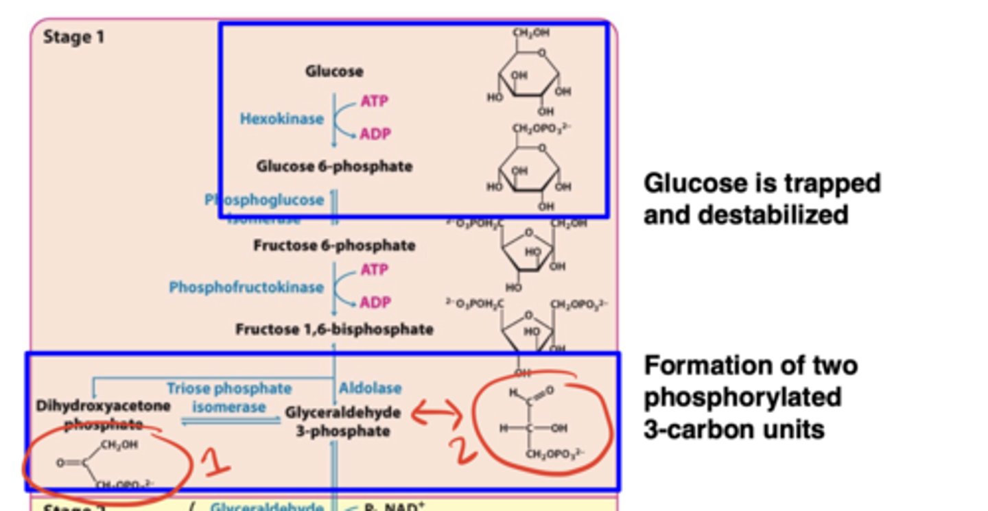 <p>Glucose is trapped and destabilized; ATP is consumed; fructose-1,6-bisphosphate is cleaved into two phosphorylated 3-carbon units</p>