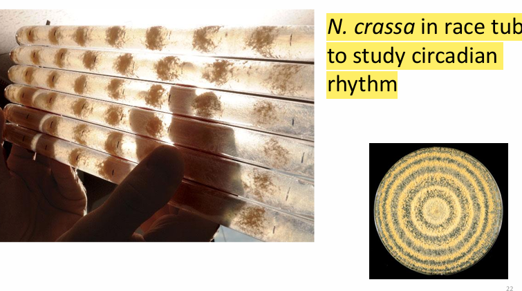 <p>molecular mycology</p><p>model organisms</p><p>Circadian rhythm</p><p>Red Oncom</p>