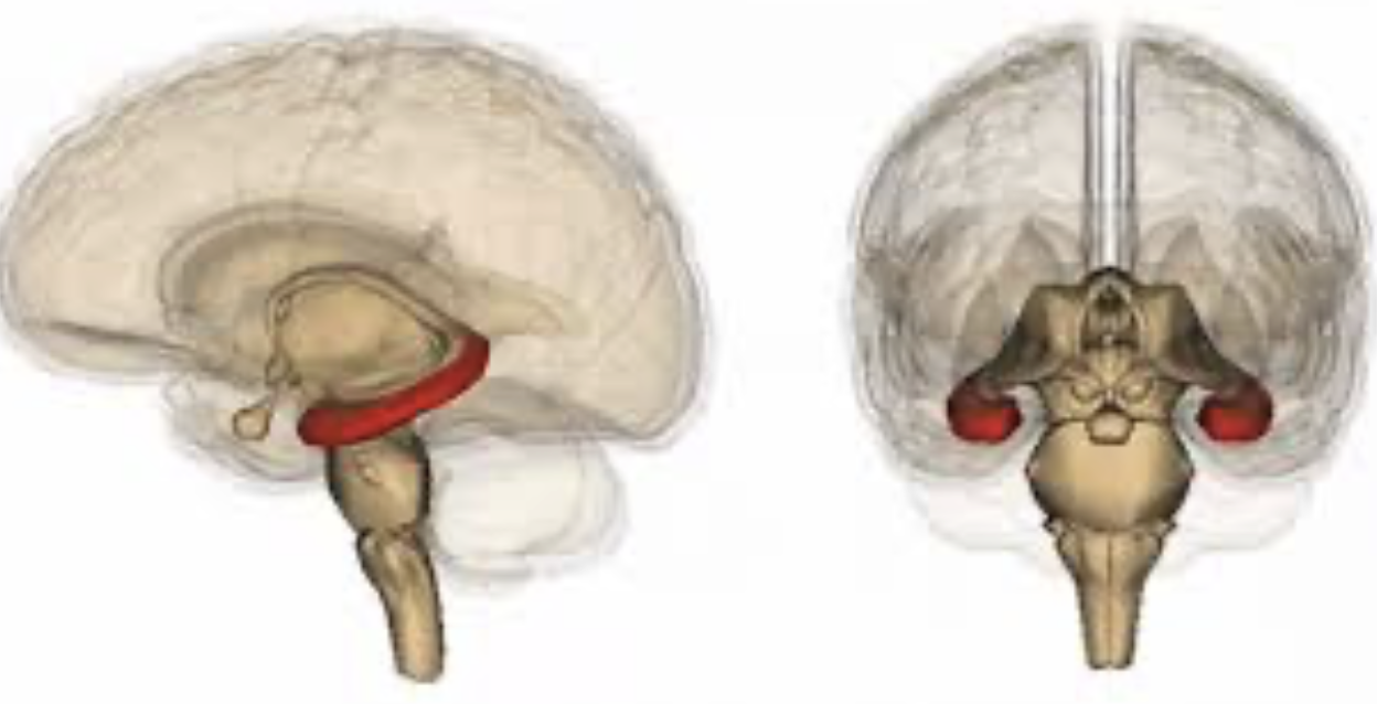 <p><span style="background-color: transparent;"><span>important for memory and learning; apart of limbic system</span></span></p>