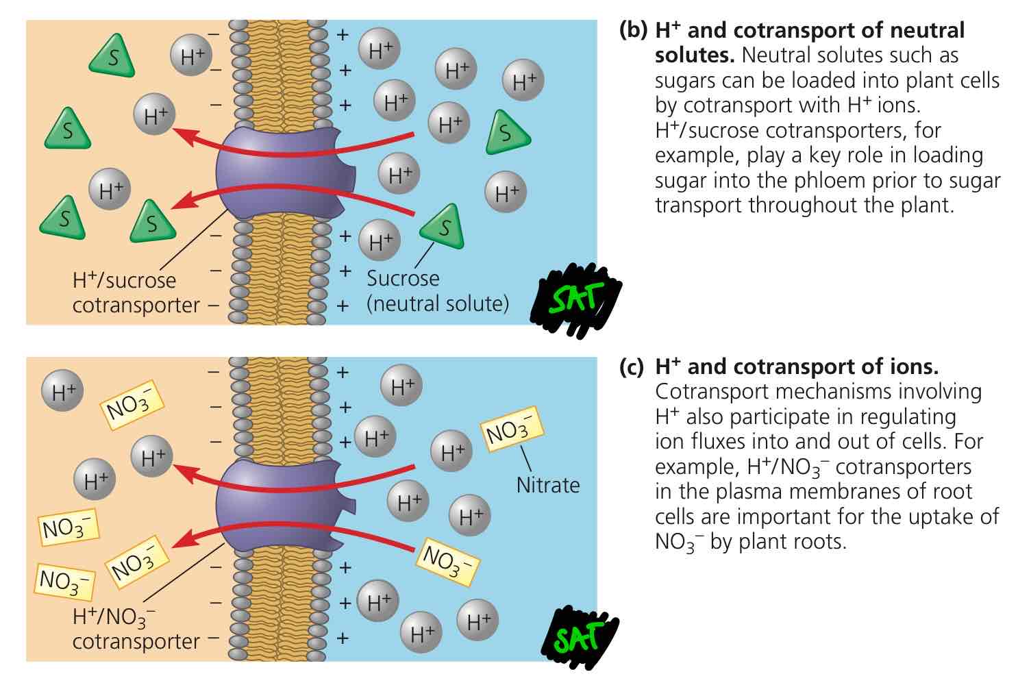 <p>In SAT, we use the pumped protons from PAT and cotransport proteins to get impermeable solutes (e.g. sugars and nitrates) across the cell membrane, with the solutes ultimately ending up where they need to be thereafter.</p>