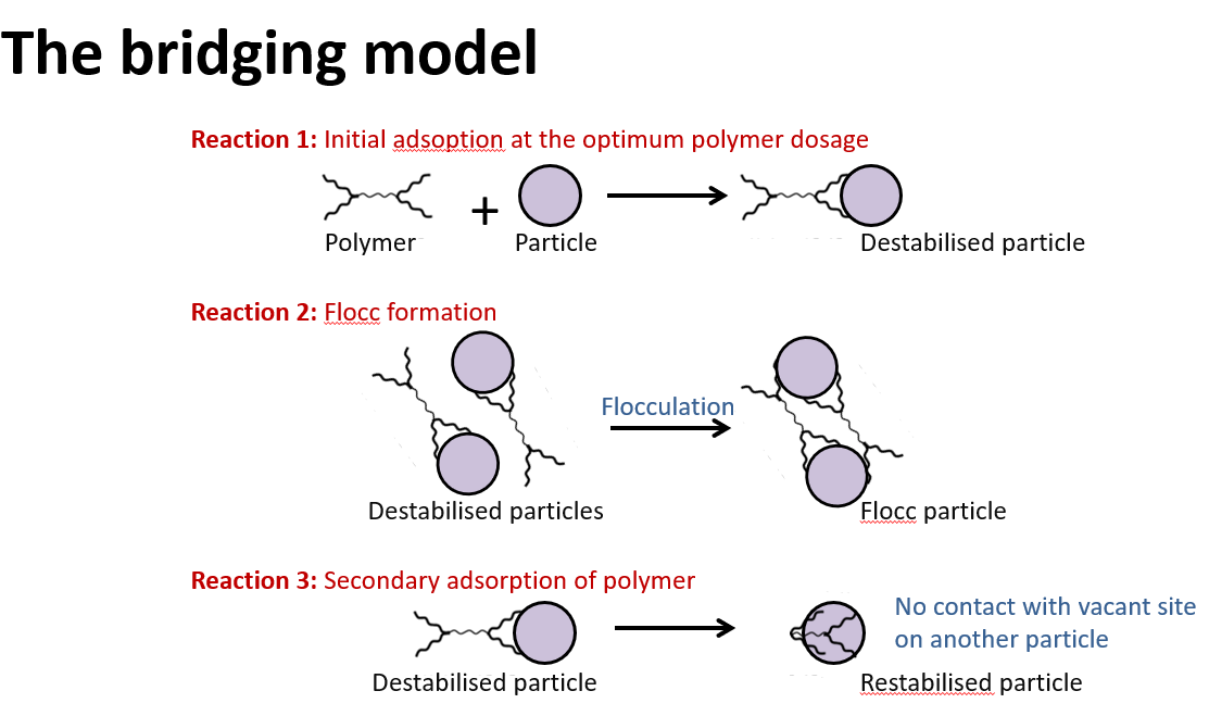 <p>-the functional groups of the polymers interact with the surfaces of the particles.</p><p>-polymer adsorbs onto drug particle. the free-end of the polymer adsorbs onto another particle. This gives <strong>interparticle bridging</strong>, leading to flocculation. BUT, if there are no other particles to interact with, the free end of the polymer coats the particle its adsorbed to instead. This leads to <strong>restabilisation and a deflocculated system</strong> (not good) so need to make sure right amount of polymer is added or not too much.</p>
