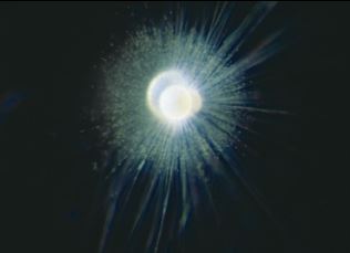 <p>globigerinoides sacculife</p>